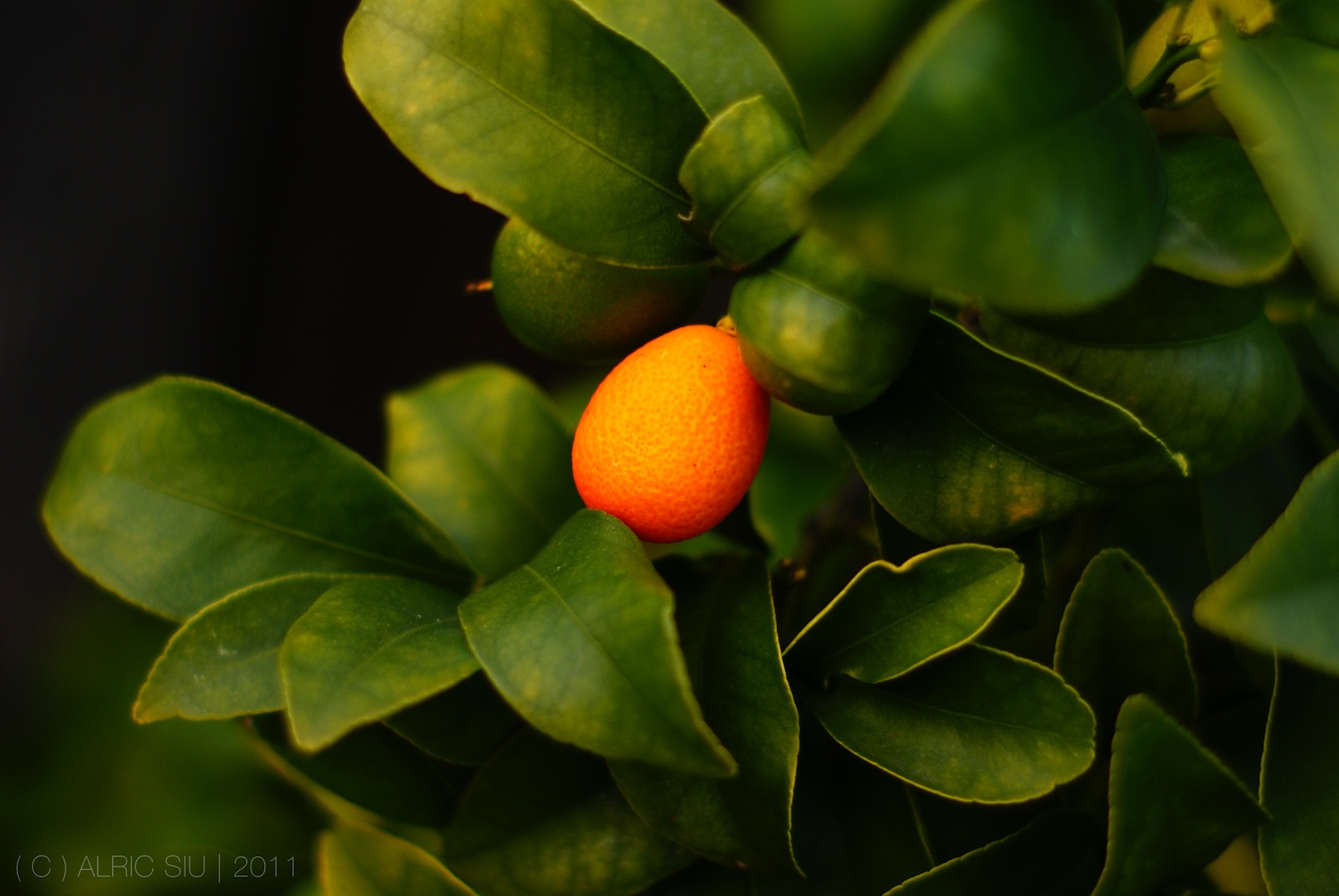 Delicious Kumquats.
