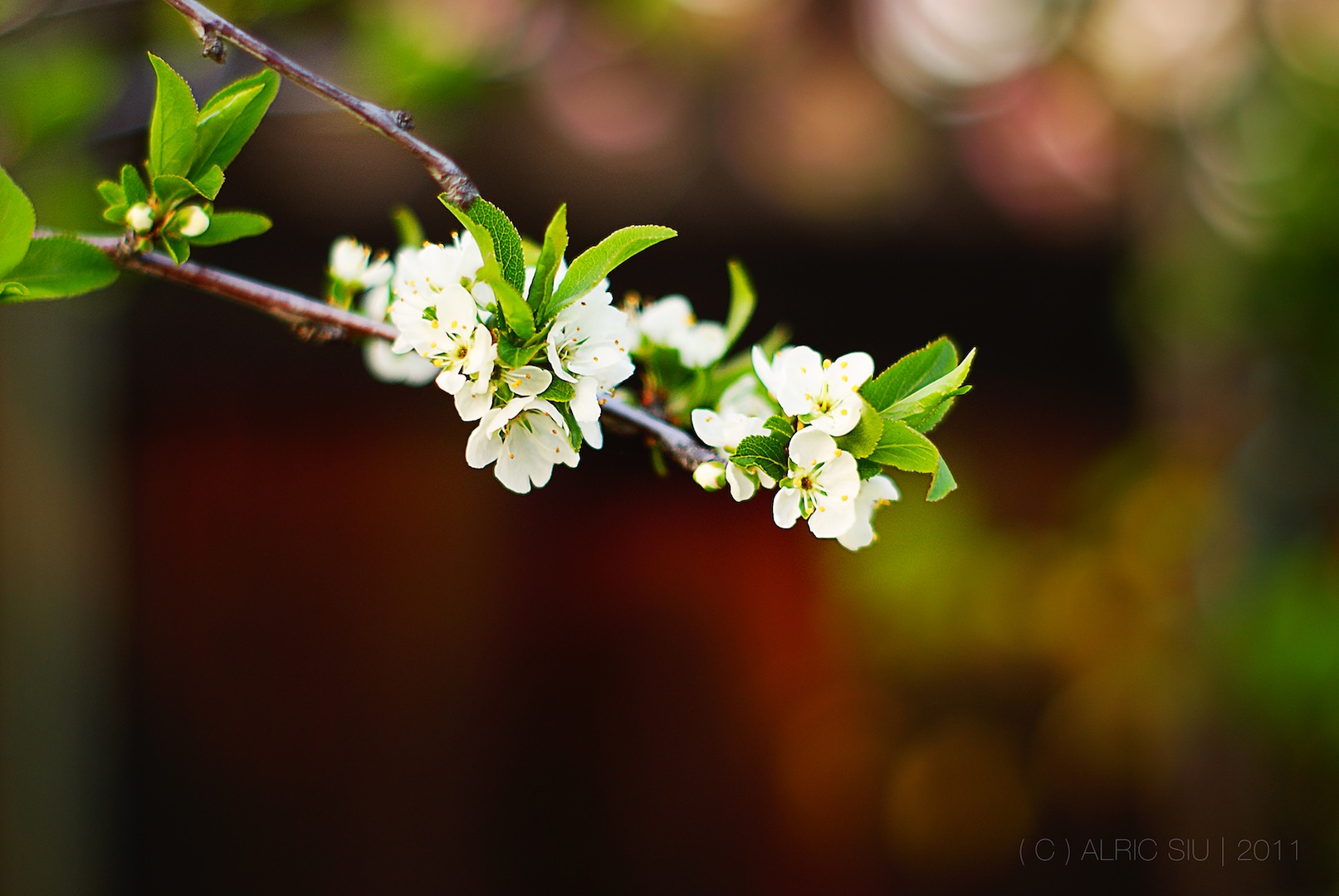 "The flower that blooms in adversity is the rarest and most beautiful of all." – Mulan 